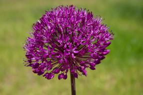 Nature In The Free Flora