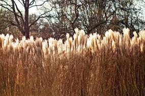 Pampas Grass Plant Flower