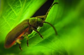 Nature Insect Animals