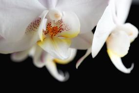 white orchid of the night