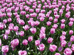 Tulip Flower Pink