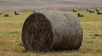 Farm Hay