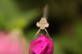 Nature Flower Outdoors