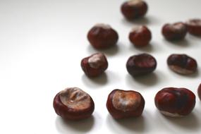 Chestnut Tree Branch