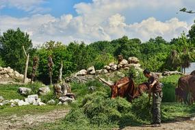 Animals Cattle Feeding
