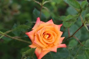 Rose Orange Roses Plant