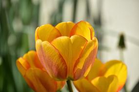 Tulip Flower