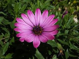 Flower Nature Flora Cape