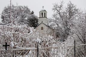 snowy tree city