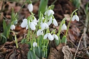 beautiful snowdrops in the forest