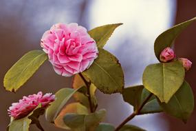 Camellia Japonica Japanese
