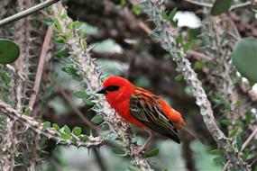 Bird Exotic Desert House
