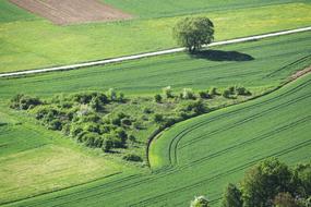 Lane Arable Meadow
