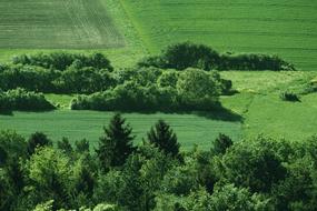 Lane Arable Meadow