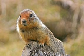 Nature Animal World Mammal