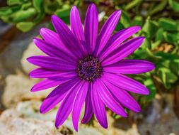 African Daisy Osteospermum Flower