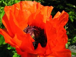 Poppy Flower Nature