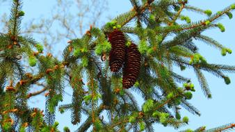 Pine Cone Needles Conifer