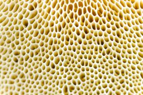 Macro Mushroom Natural