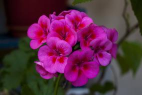 Flower Plant Garden
