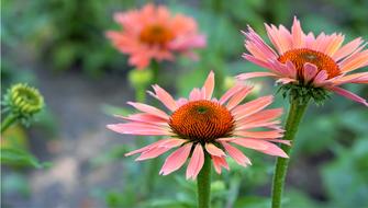 Nature Flower Flora