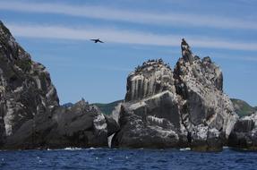 Ocean Sea Rocks Bird