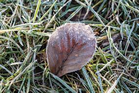 Nature Leaf Frozen