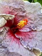 Ibisco Petals Gray Garden