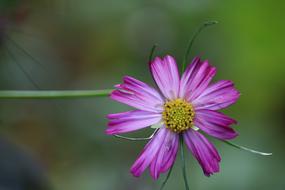 Flower Violet Pink Purple