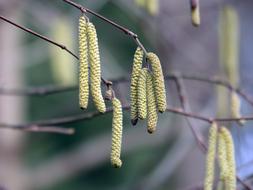 incredible tree plant