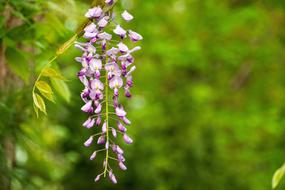 Wisteria Flower Spring