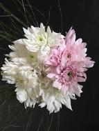 Dahlias White Pink Dalia