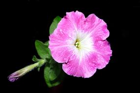 Petunia Pink