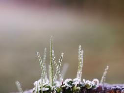 Nature Outdoor Flower
