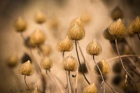 Nature Flowering Grass A