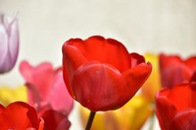 Red Tulip Garden Flower