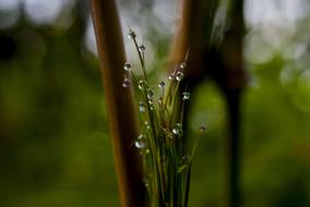 Drop Of Water Nature Leaf