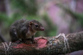 wild mouse on a branch