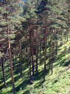 zlatibor serbia mountain nature
