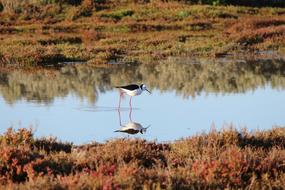 Black-Winged Stilt Shorebirds
