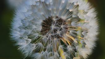 Nature Dandelion