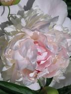 Flower tuberose macro