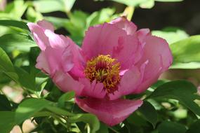 Peony Flower Flowering