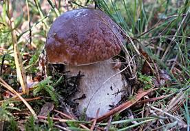 Nature Mushrooms Boletus