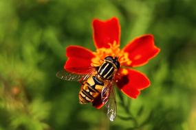 Citroenpendel Hoverfly Bug