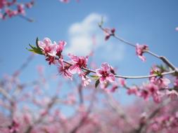Flower Peach