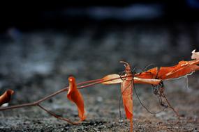 Nature Invertebrate Wildlife