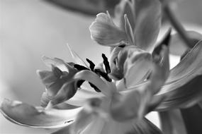 Tulip Nature Flower Black And