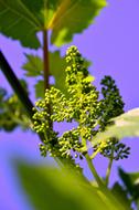 Grape Immature Grapes Flower