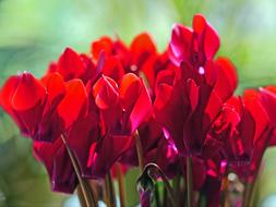 African Violets Houseplant Potted